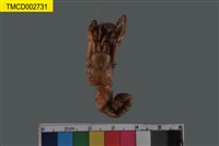 藏品(寄居蟹)的圖片